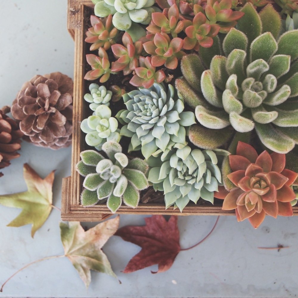 How to Arrange Succulents